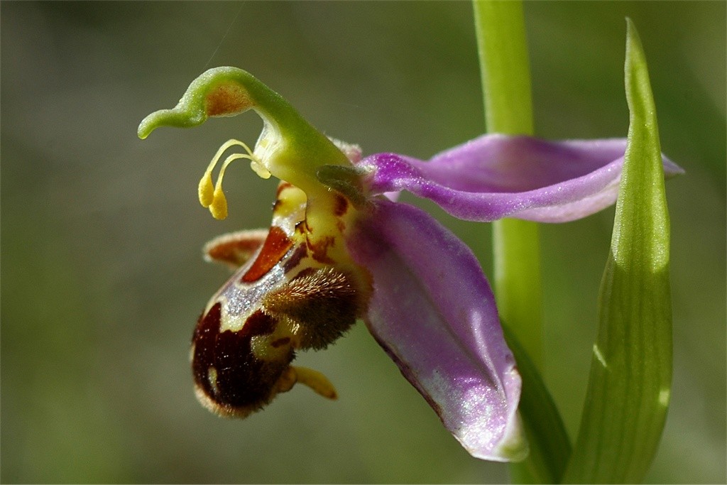 Ophrys apifera